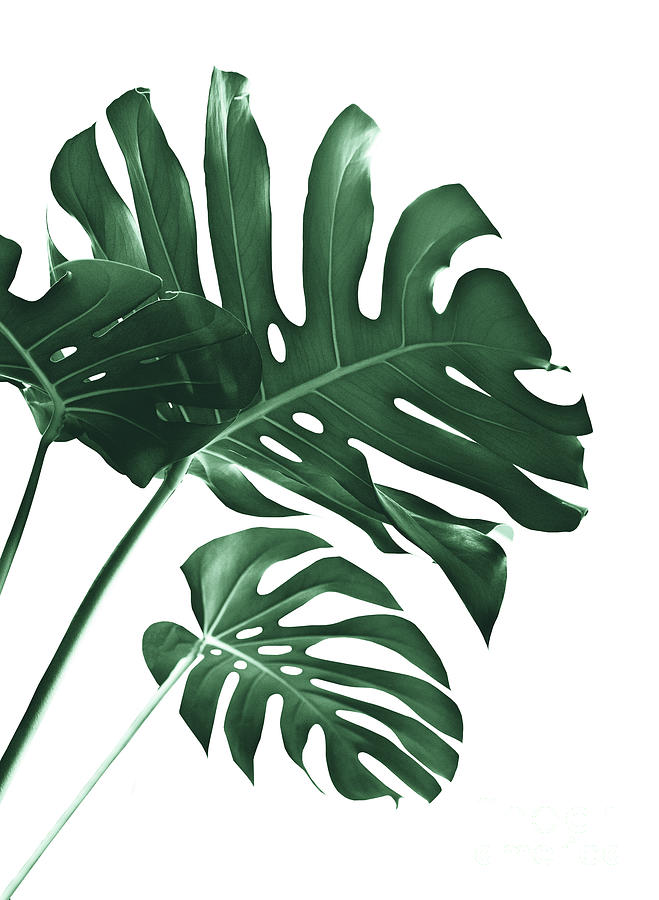 Nature Mixed Media - Tropical Monstera Finesse #1 #minimal #decor #art by Anitas and Bellas Art