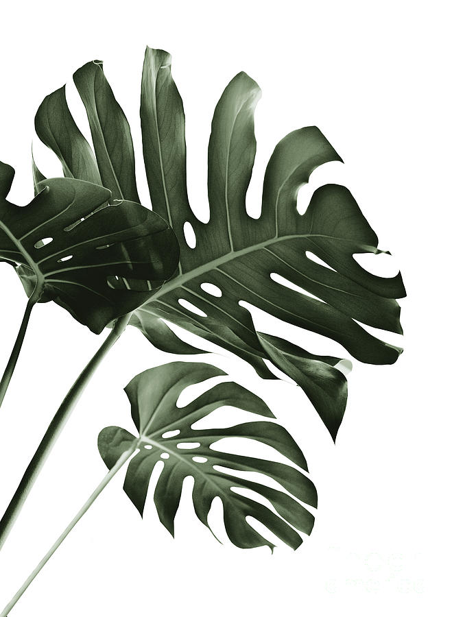 Nature Mixed Media - Tropical Monstera Finesse #4 #minimal #decor #art by Anitas and Bellas Art