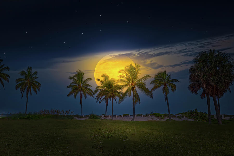 Tropical Moon Photograph by Mark Andrew Thomas