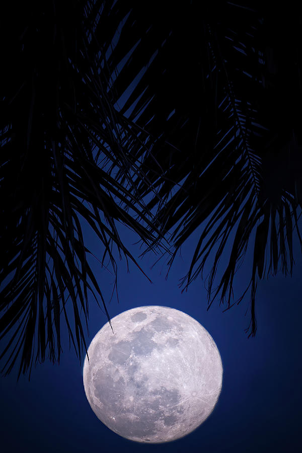 Tropical Moonglow Photograph by Mark Andrew Thomas