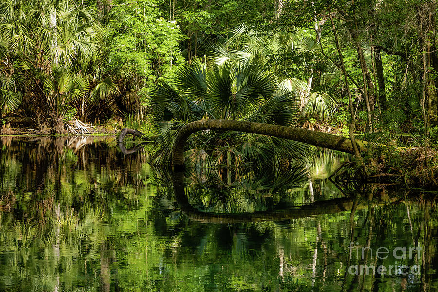 Tropical Oasis in Ocala Photograph by Elizabeth Dow