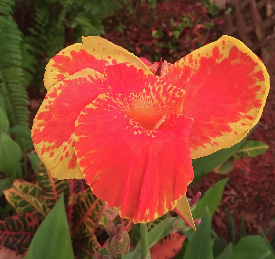 Tropical Orange Flower Photograph by Monica Pepe | Fine Art America