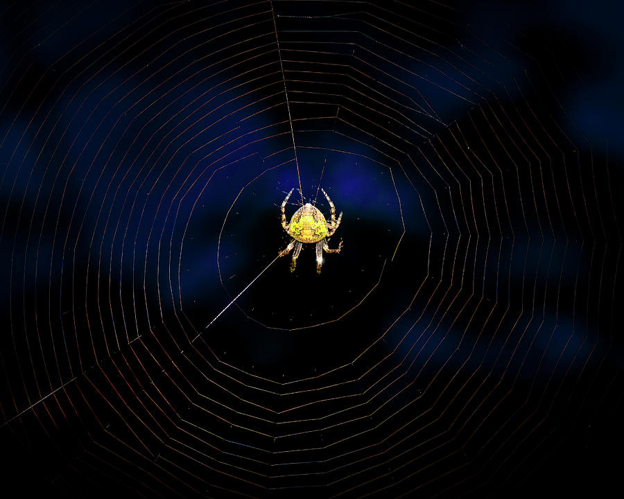 Tropical Orb Weaver Photograph by Mark Andrew Thomas