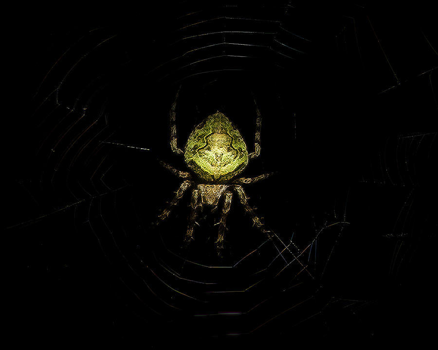 Tropical Orb Weaver Spider Photograph by Mark Andrew Thomas
