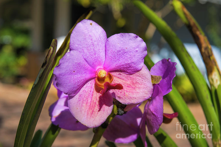 Tropical Orchid 3 Photograph by Felix Lai