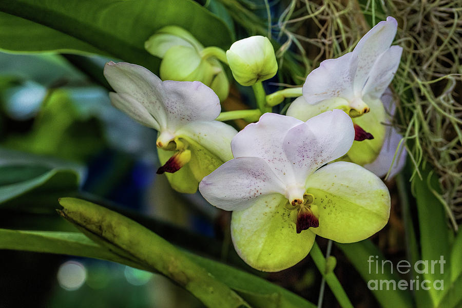 Tropical Orchids 2 Photograph by Felix Lai