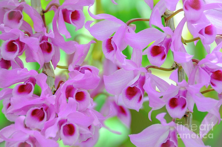 Orchid Photograph - Tropical Orchids in Pink by D Davila