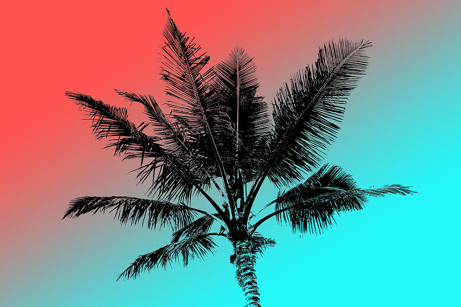 Tropical Palm Tree Digital Art by Devin Swycinsky - Fine Art America