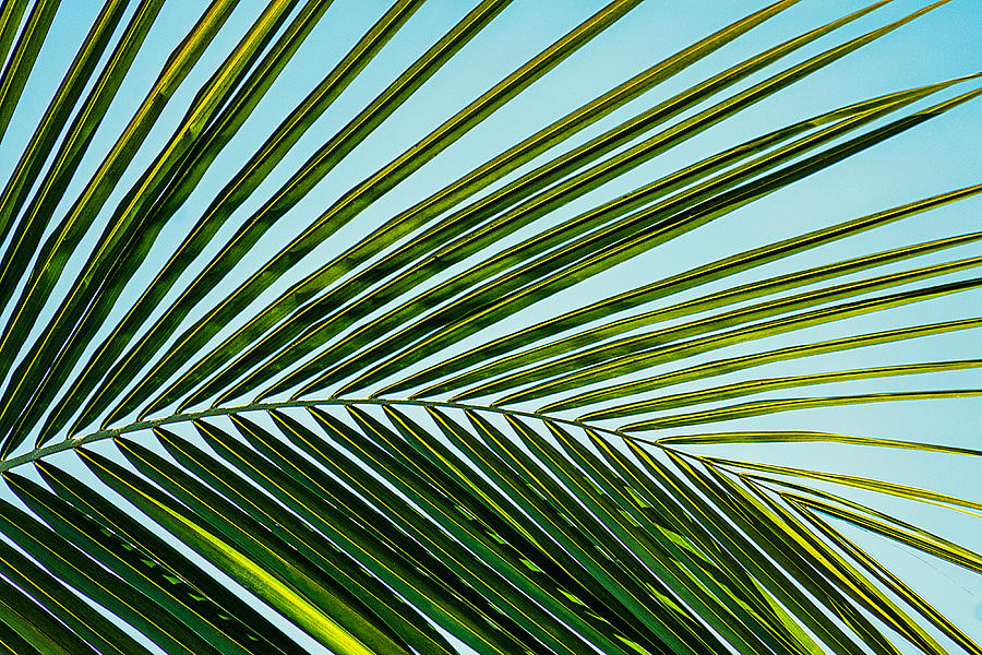 Tropical Palm Tree Frond Photograph by Stuart Litoff