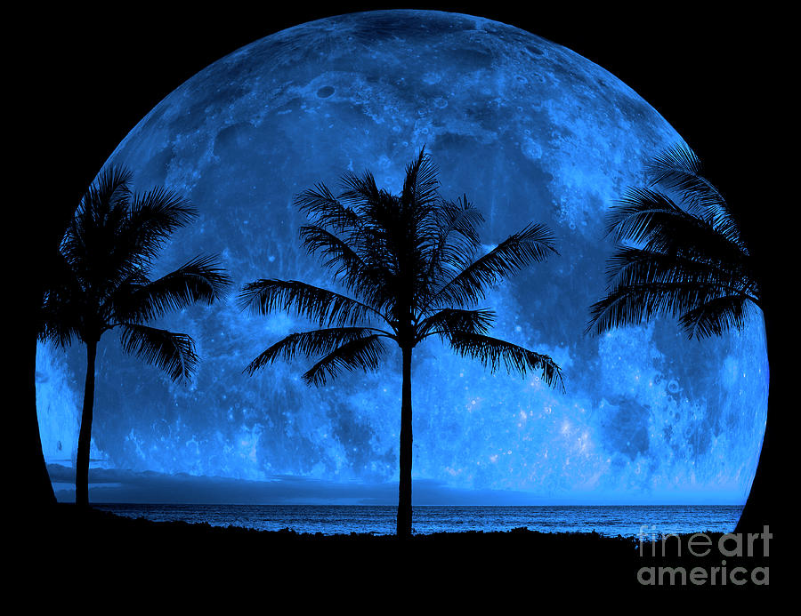 Tropical Palm Trees Silhouette Moon Light Photograph by Lane Erickson