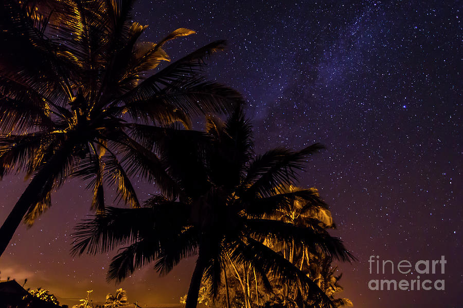 Tropical Palms At Night Photograph By Kelly Headrick - Fine Art America