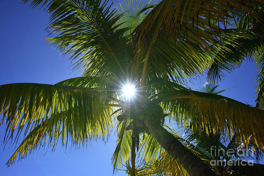 Tropical palms sun burst Photograph by David Lee Thompson