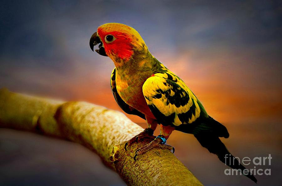 Tropical Parakeet Photograph