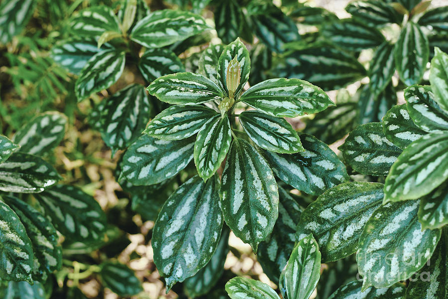 Tropical ‘Pilea Cadierei’ plant Photograph by Firn | Pixels