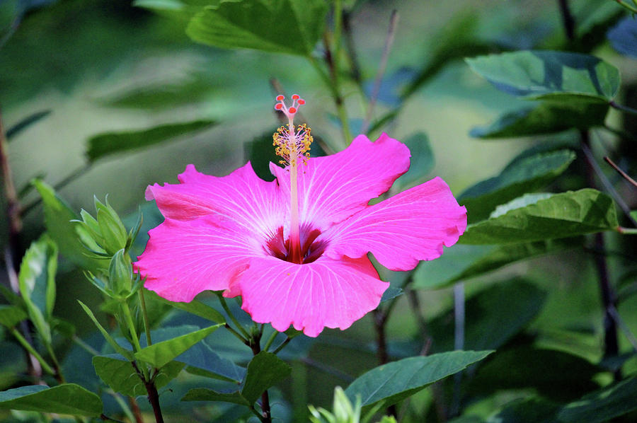 Nature Photograph - Tropical Pink Hibiscus  by Cynthia Guinn