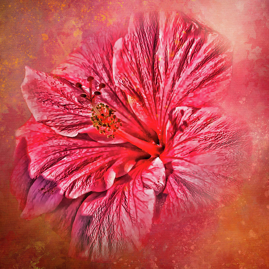Tropical Pink Hibiscus Photograph by HH Photography of Florida