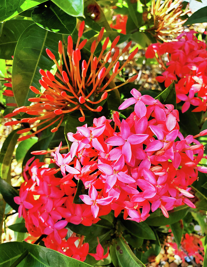 Tropical Pink Ixora Photograph by Sharon Williams Eng