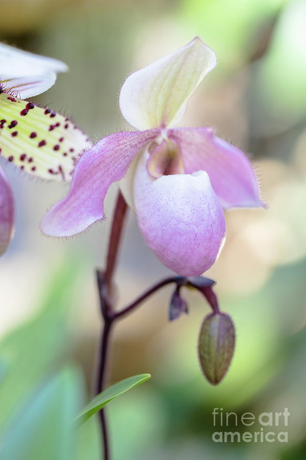 Tropical Pink Ladies Slipper Orchid 2 Photograph