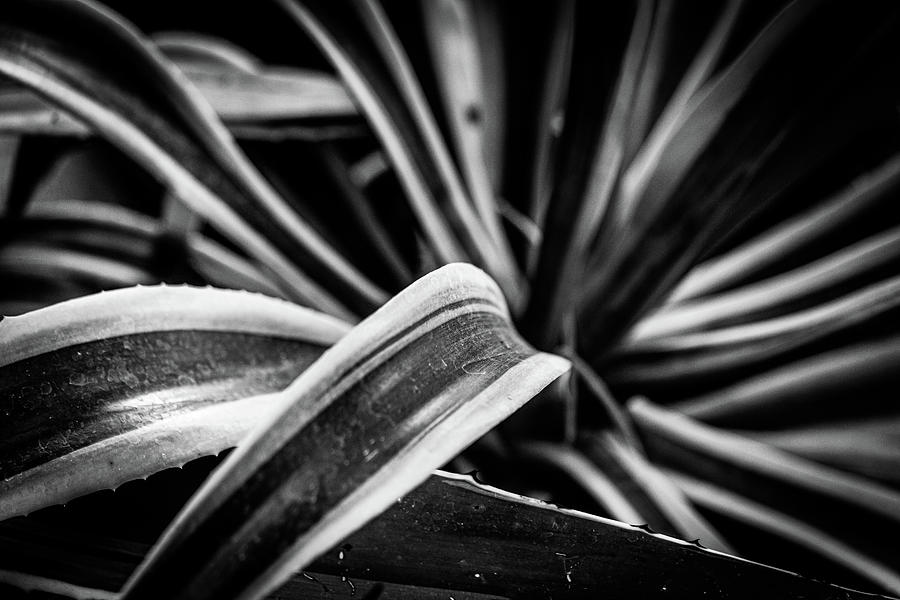 Tropical Plan 1 in Black and White Photograph by Michael Saunders