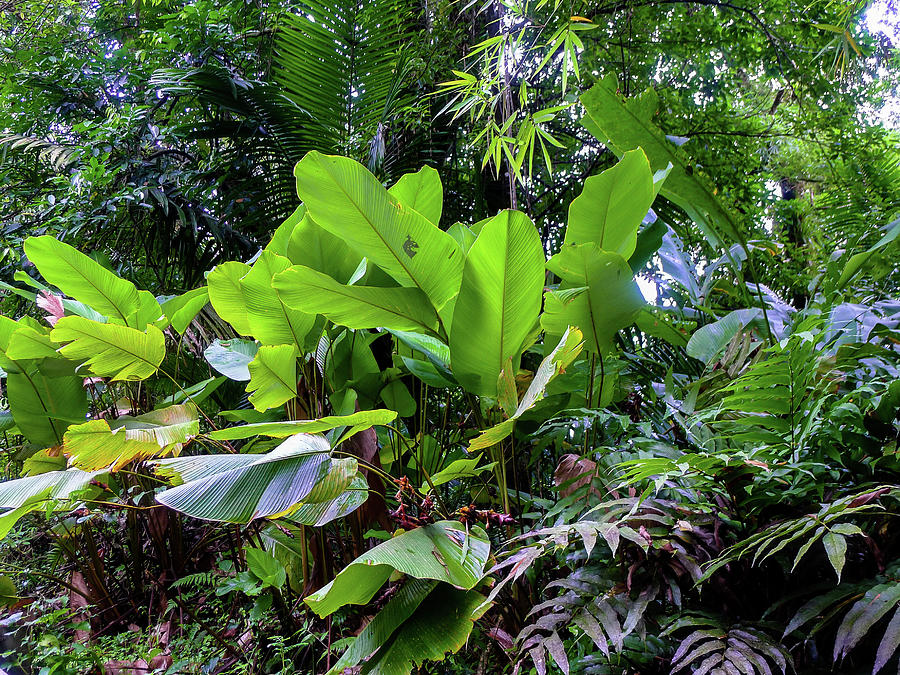 Tropical Plant in El Yunque Rainforest Photograph by Jorge Moro - Fine ...