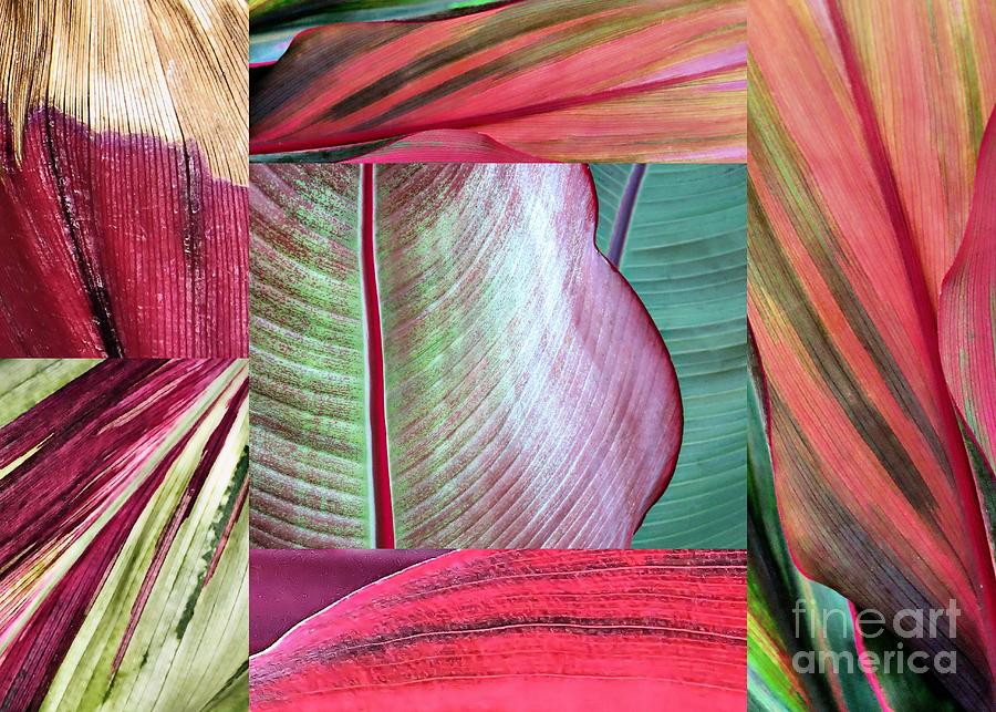 Tropical plant leaves collage  Photograph by Janice Drew