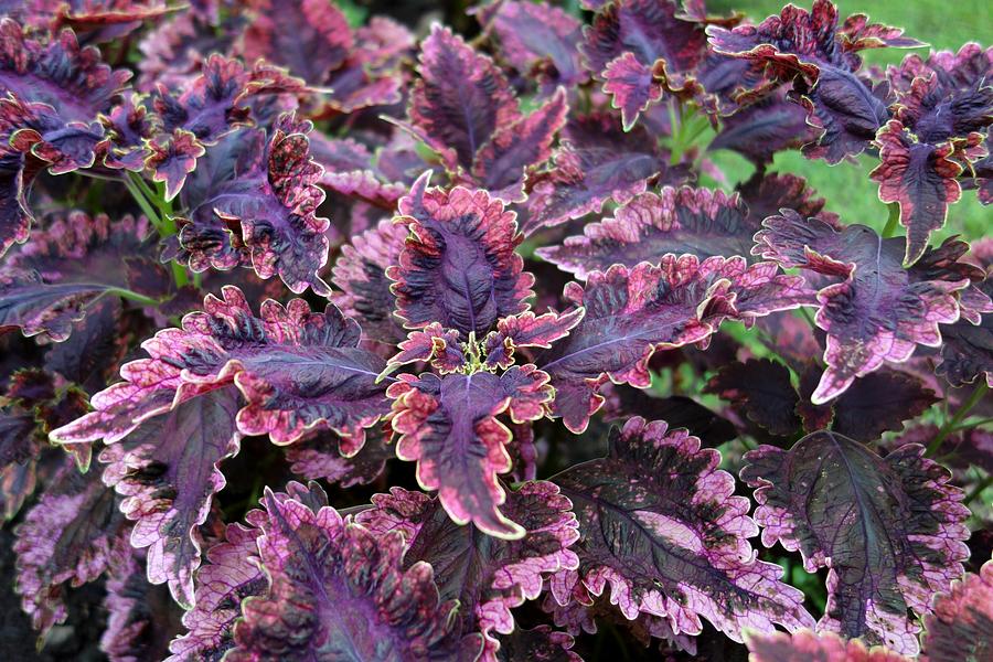 Tropical Plant Purple Foliage Coleus Photograph by Marlin and Laura Hum