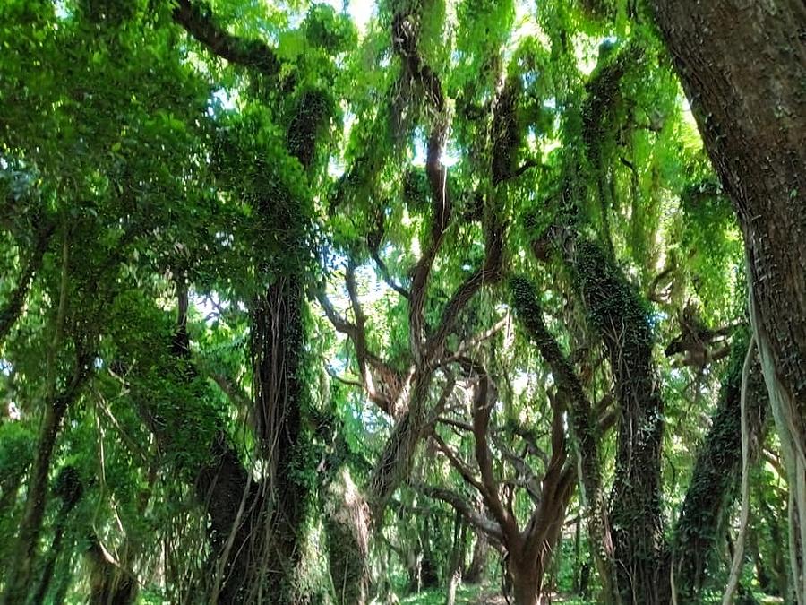 Tropical rainforest Photograph by Bianca Turner - Fine Art America