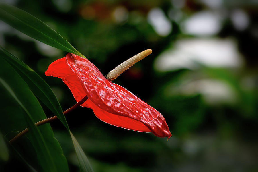 Tropical Red Anthurium Laceleaf Tailflower Photograph by Tracie Schiebel