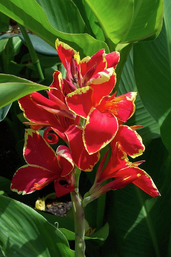 Tropical Red Flower by Trevor Slauenwhite Tropical Red Flower by Trevor Slauenwhite
