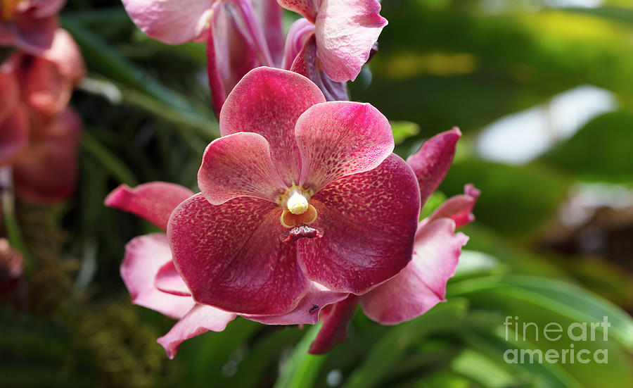 Tropical Red Orchid Photograph by Felix Lai