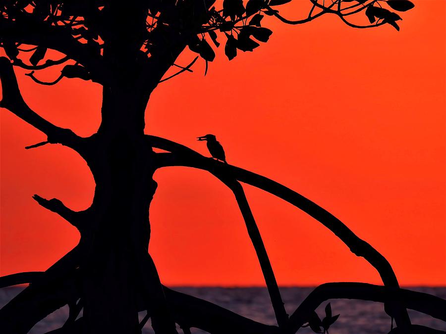 Tropical Red Sunset Silhouettes The Kingfisher And Mangrove Photograph by Joan Stratton