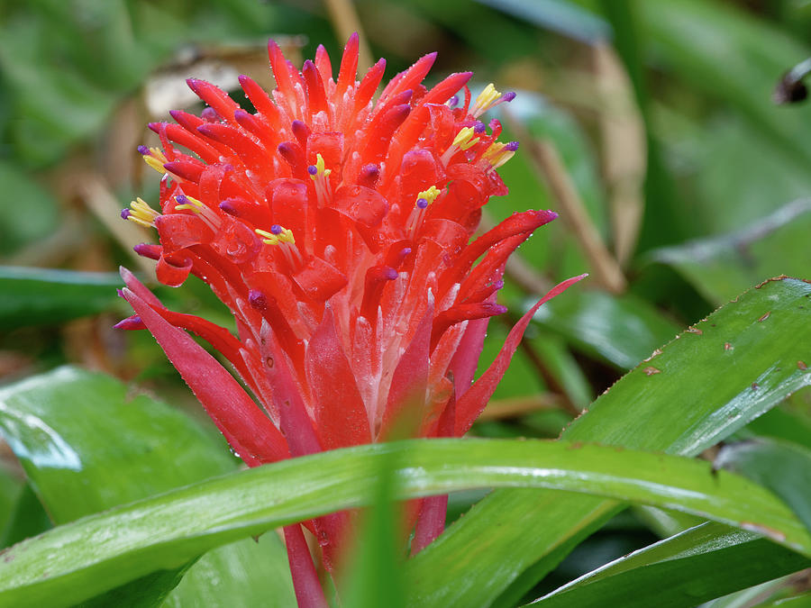 Tropical Red Wildflower On Saint Kitts Island Photograph