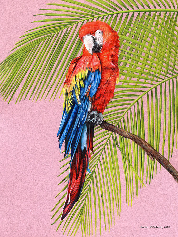scarlet macaw drawing