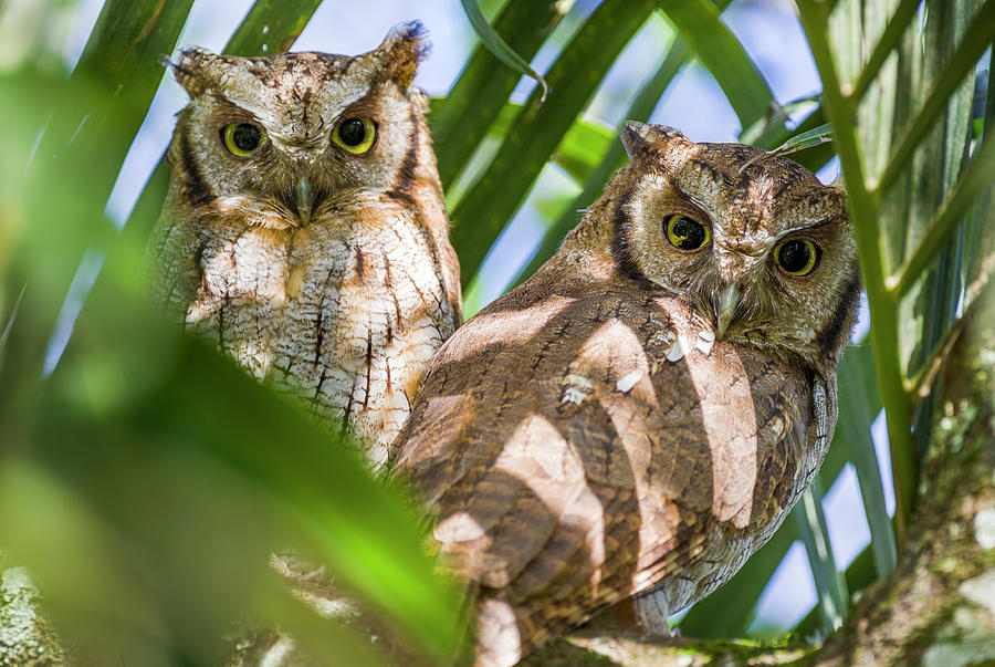 Tropical Screech Owl La Macarena Meta Colombia Photograph by Adam Rainoff