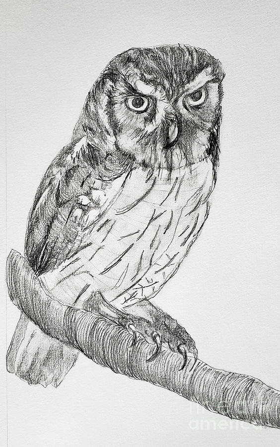 Tropical Screech Owl Drawing by Mary Capriole