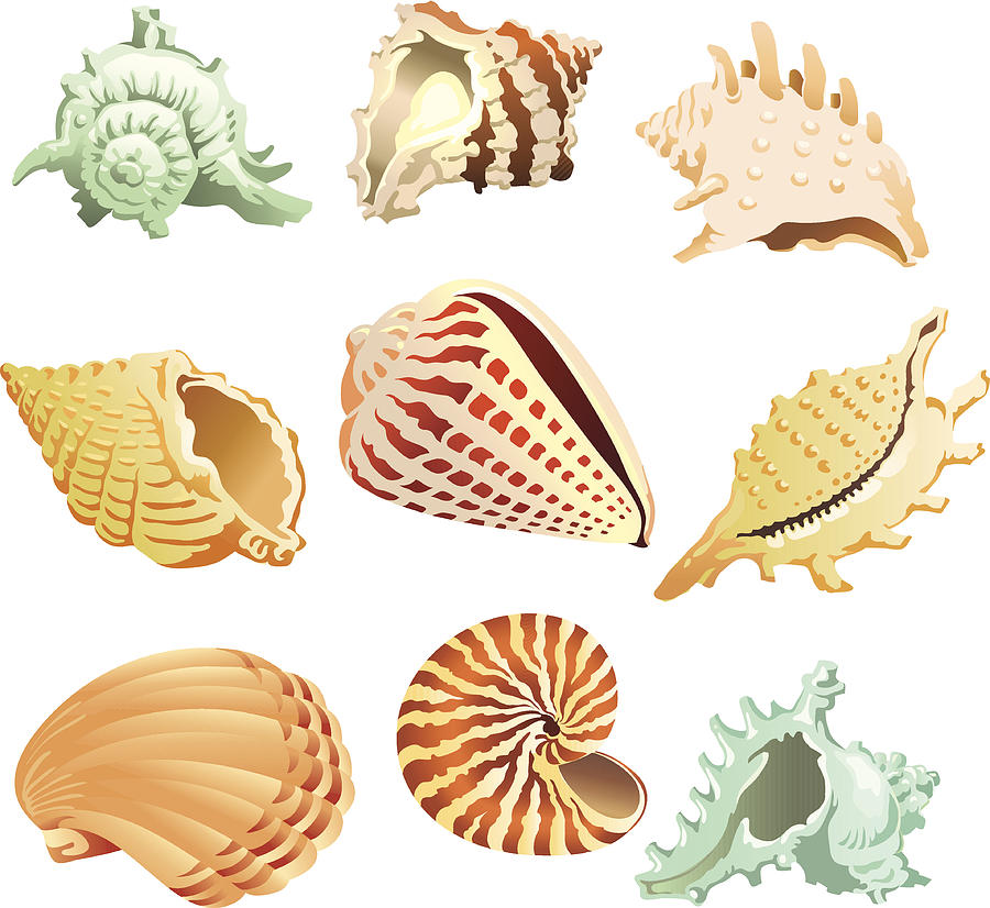 Tropical Sea Shells Drawing by VasjaKoman