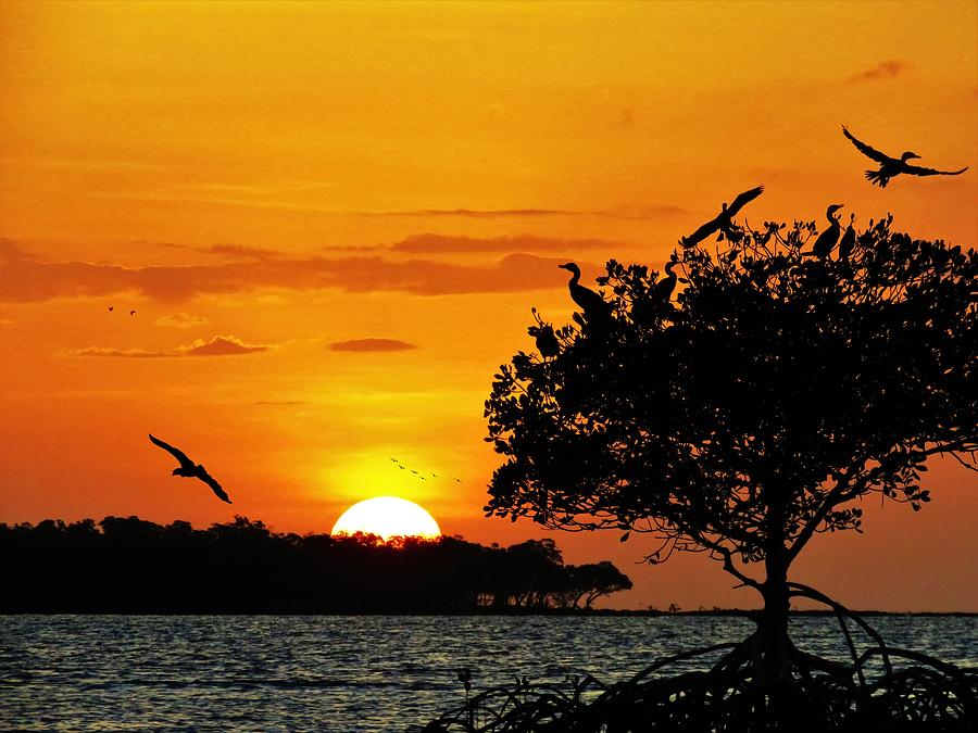 Tropical Sea Sunset With Silhouettes Of Cormorants Mangrove Roost Photograph by Joan Stratton