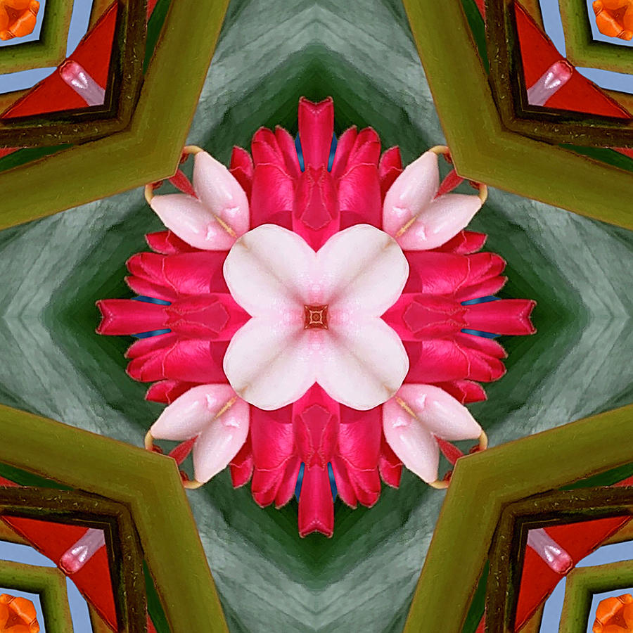 Tropical Shell Ginger Mandala Digital Art by Sherrie Triest