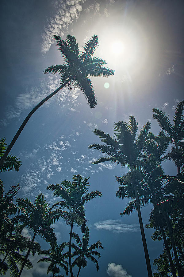 Tropical Spotlight Photograph by Portia Olaughlin