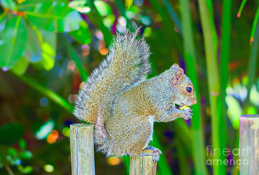 Tropical Squirrel Photograph by Judy Kay
