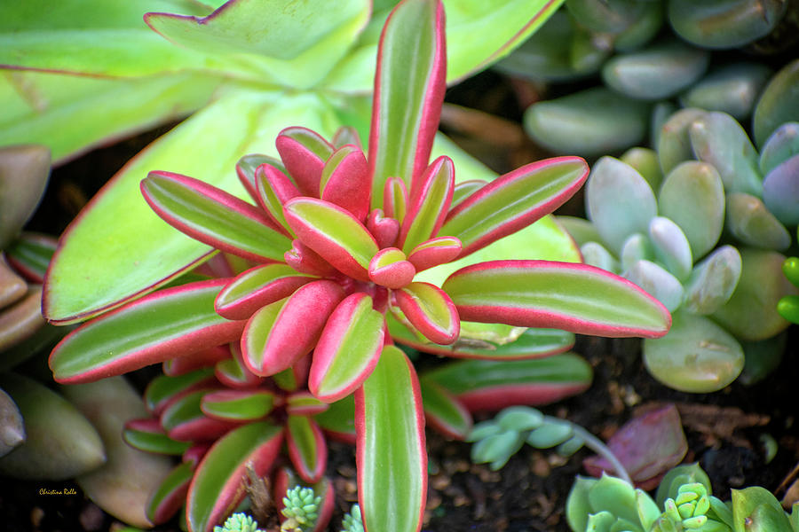 Tropical Succulent Plant Photograph by Christina Rollo