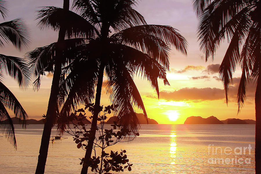 Tropical sunset, beach and palm trees Photograph by Delphimages Photo Creations