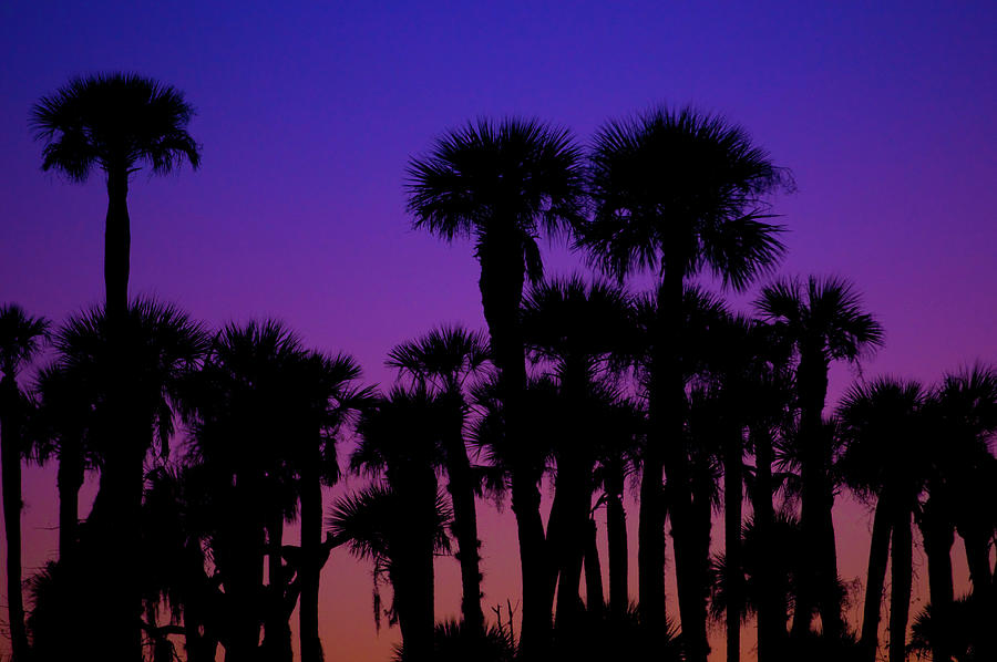 Tropical Sunset Photograph by Melissa Southern