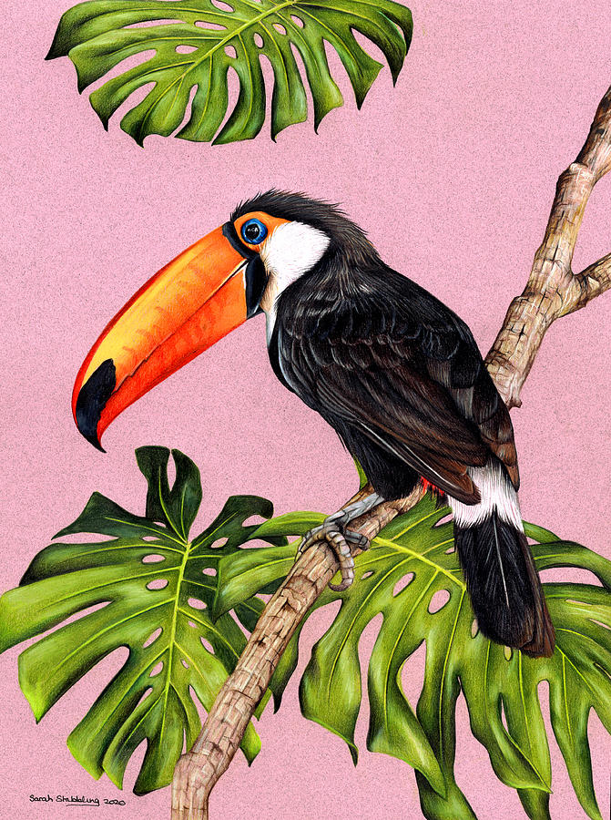 Tropical Toucan Drawing by Sarah Stribbling