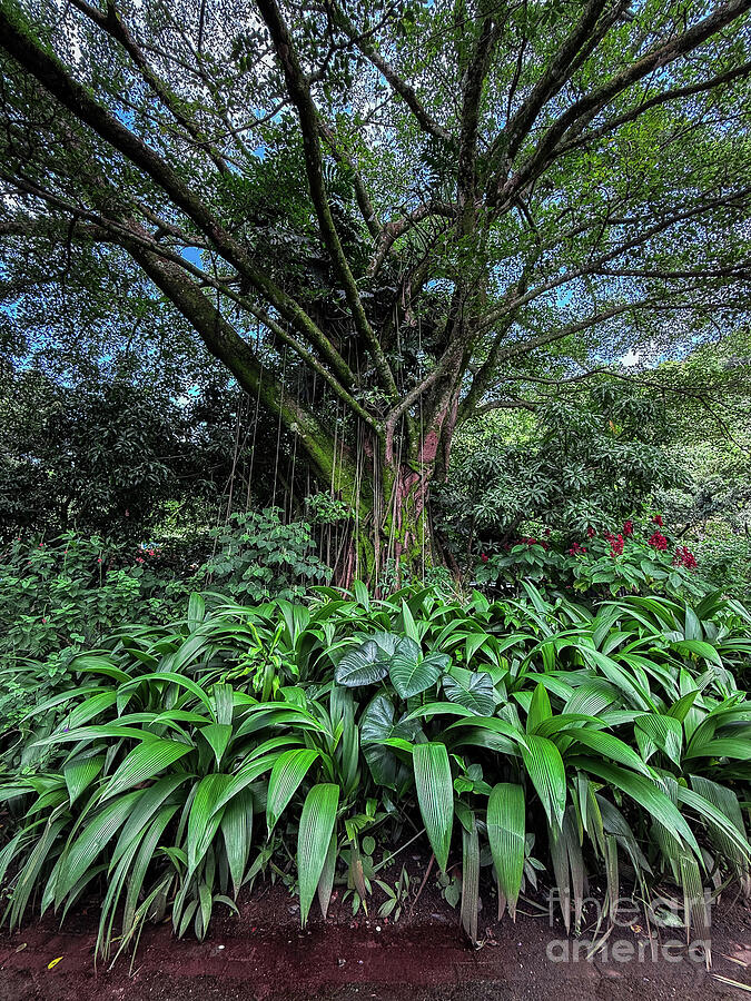 Tropical Tree and Plants Photograph by Leslie Brashear Tropical Tree and Plants Photograph by Leslie Brashear