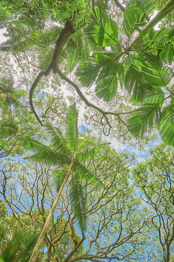 Tropical Tree Canopy in Hawaii Photograph by Jim Hughes