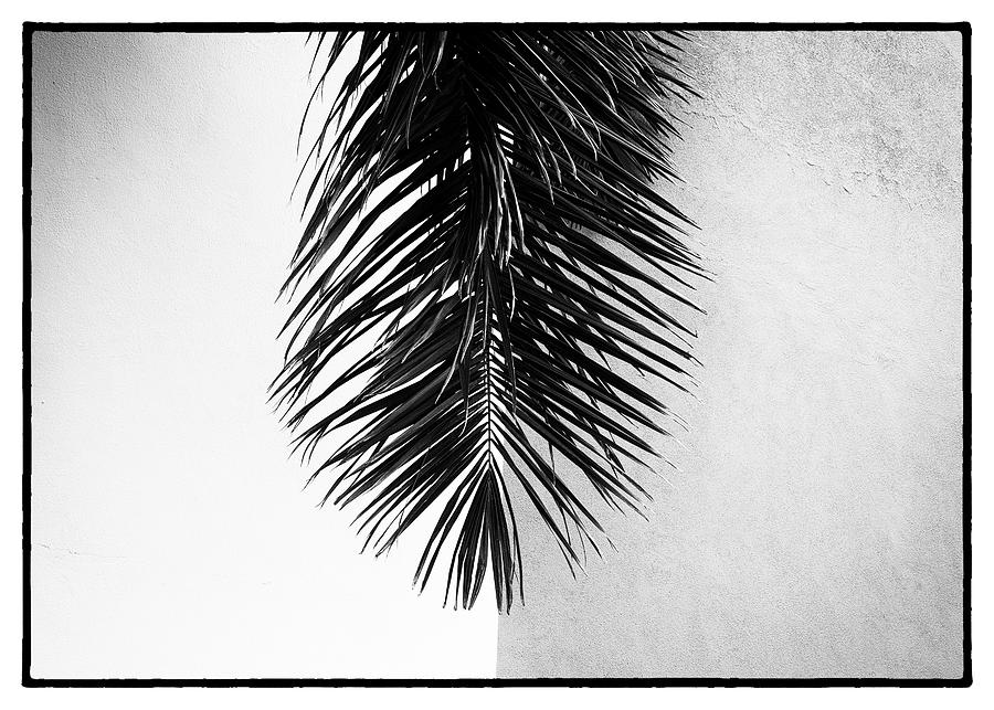 Tropical Two Photograph by Doug Matthews