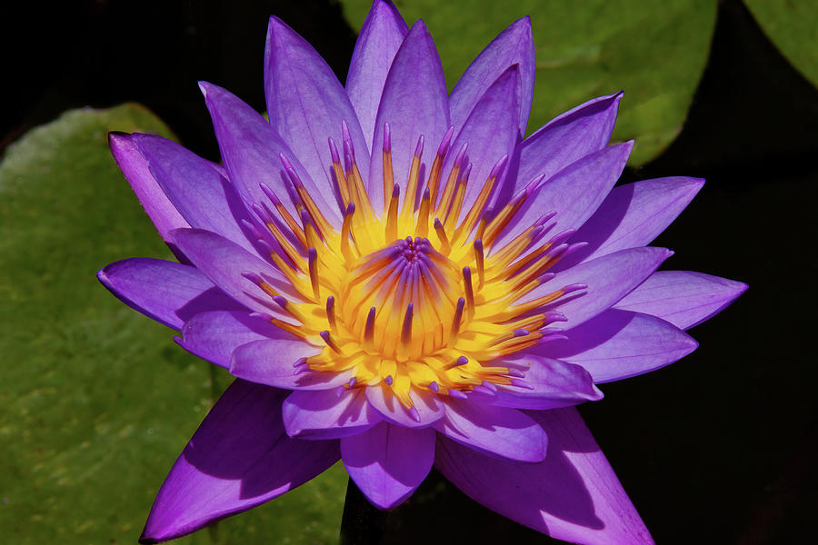 Tropical Water Lily Photograph by Karen Sirnick