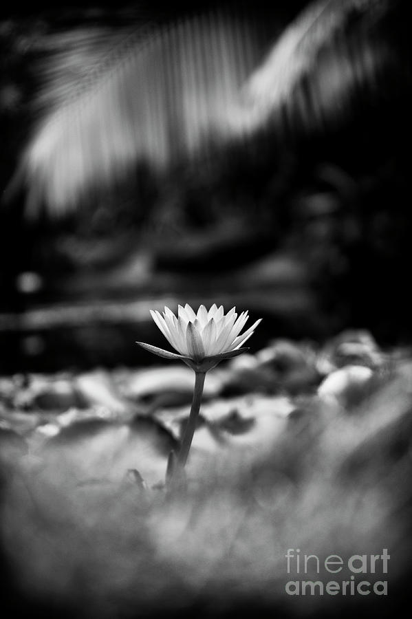 Tropical Water Lily Monochrome Photograph by Tim Gainey