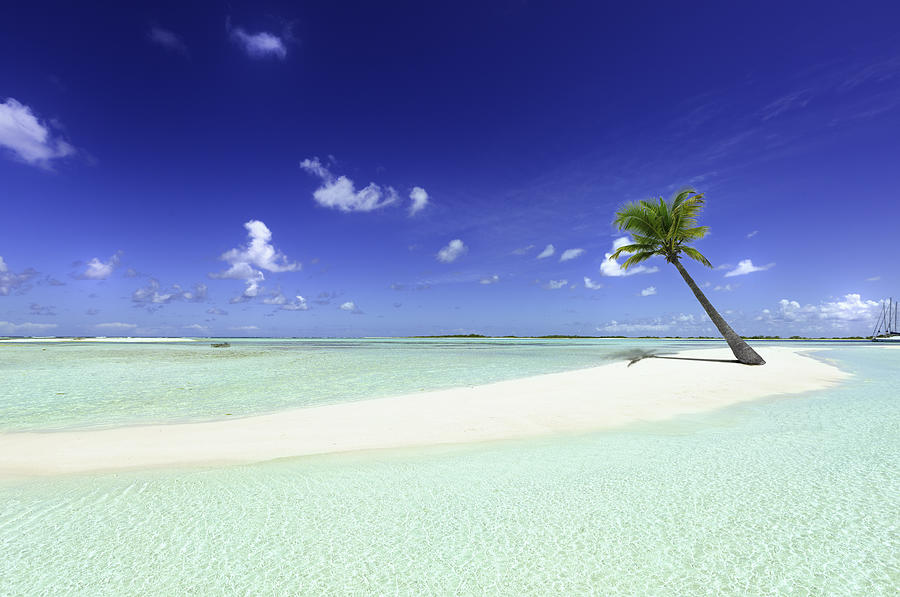 Tropical white sand cay beach with lonely coconut palm tree Photograph by Apomares